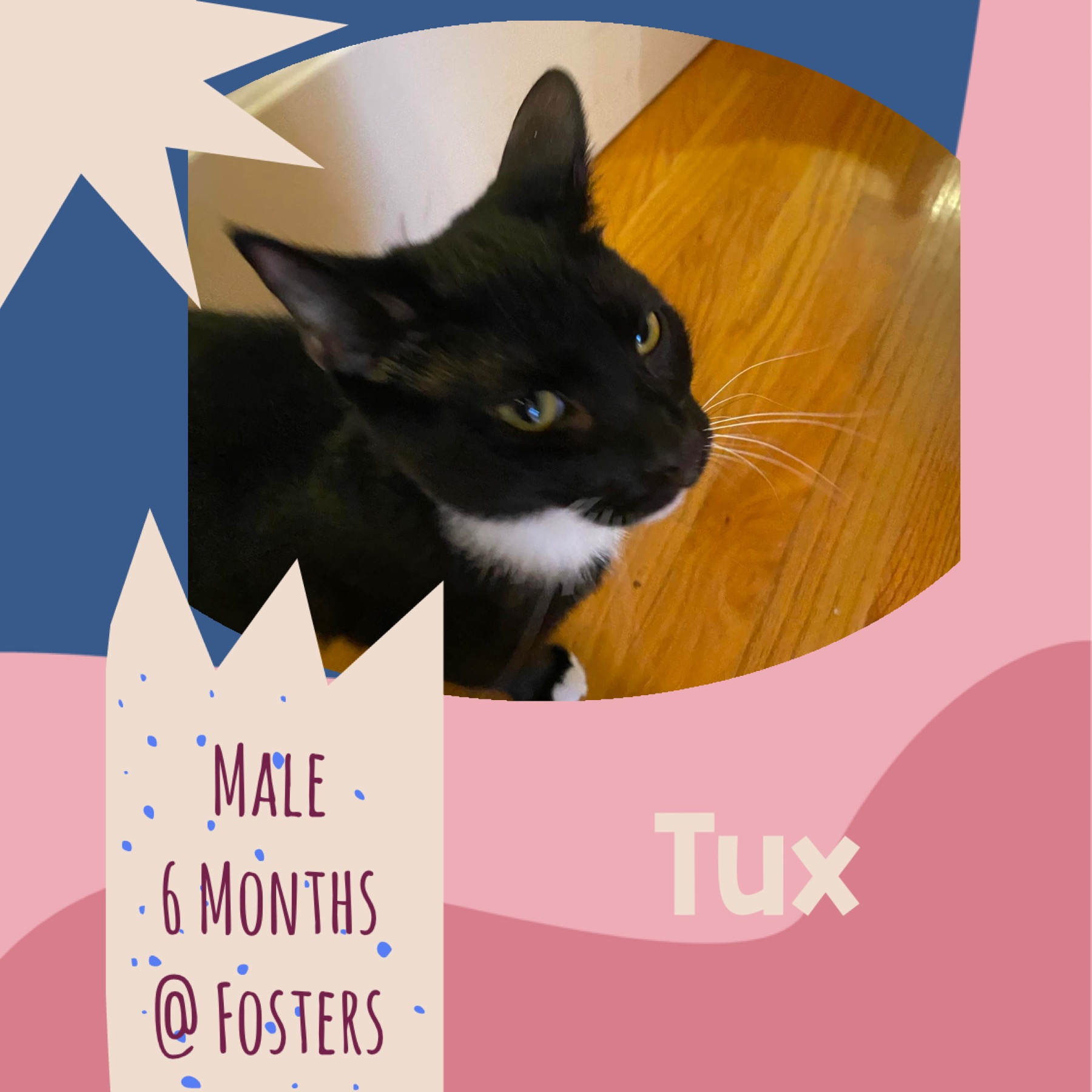Tux, an adoptable Domestic Short Hair in Elloree, SC, 29047 | Photo Image 1