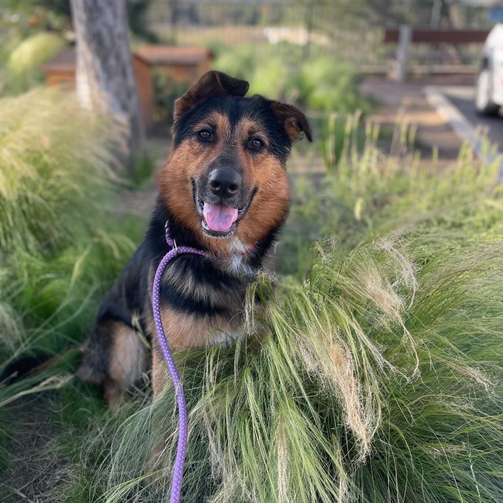 Crosby, Adoptable, Adult Male German Shepherd Dog & Mixed Breed.