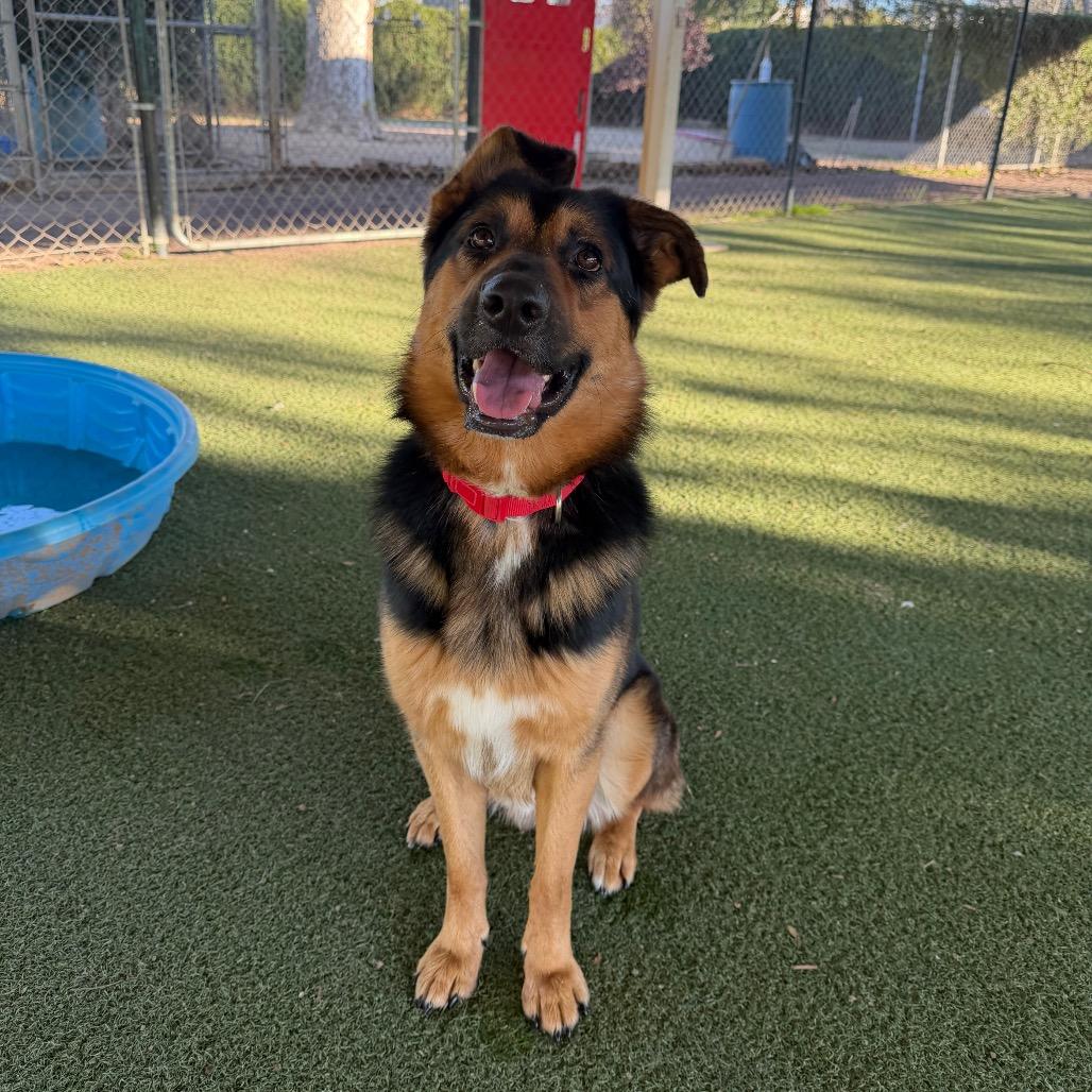 Crosby, Adoptable, Adult Male German Shepherd Dog & Mixed Breed.