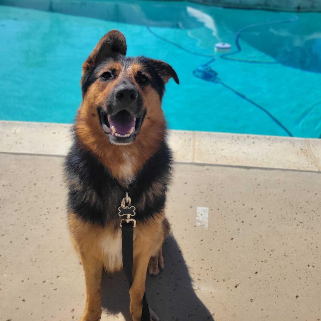 Enlarge Crosby, a Adoptable mixed breed in Riverside, CA image 2/6