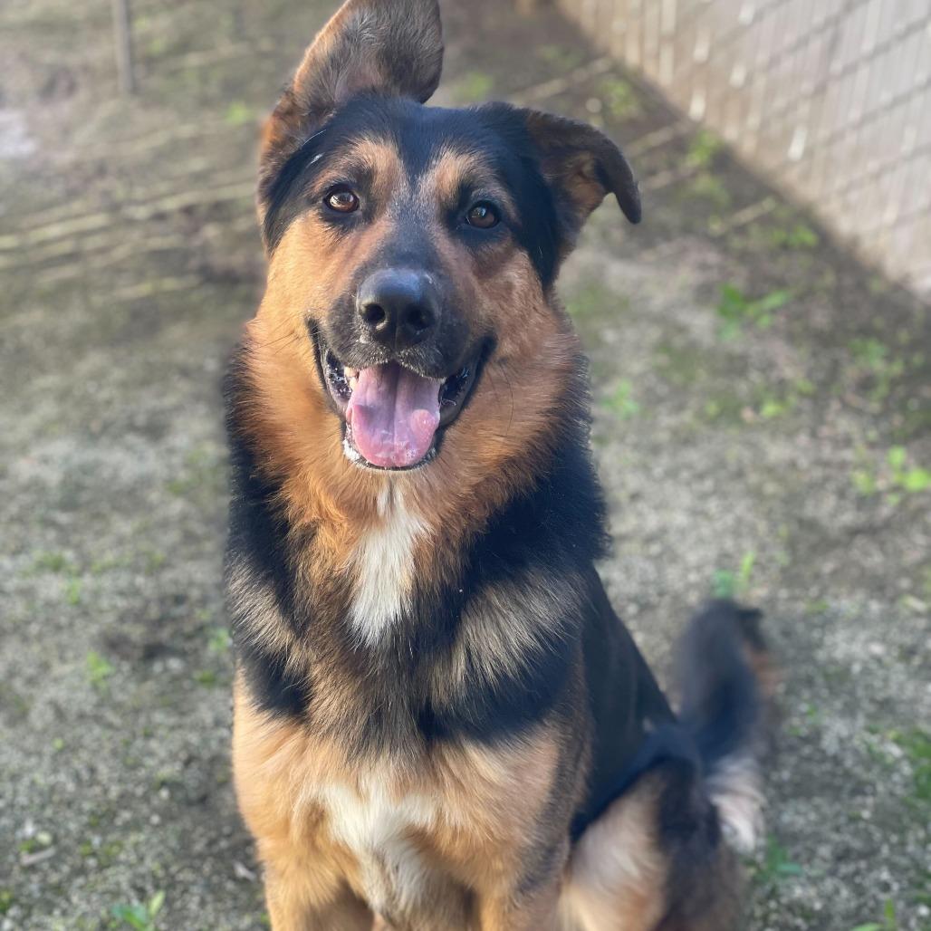 Crosby, a Adoptable mixed breed in Riverside, CA image 2/5