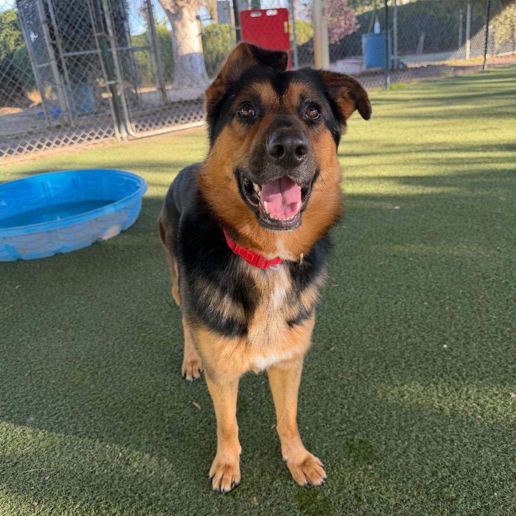 Crosby, a Adoptable mixed breed in Riverside, CA image 3/5