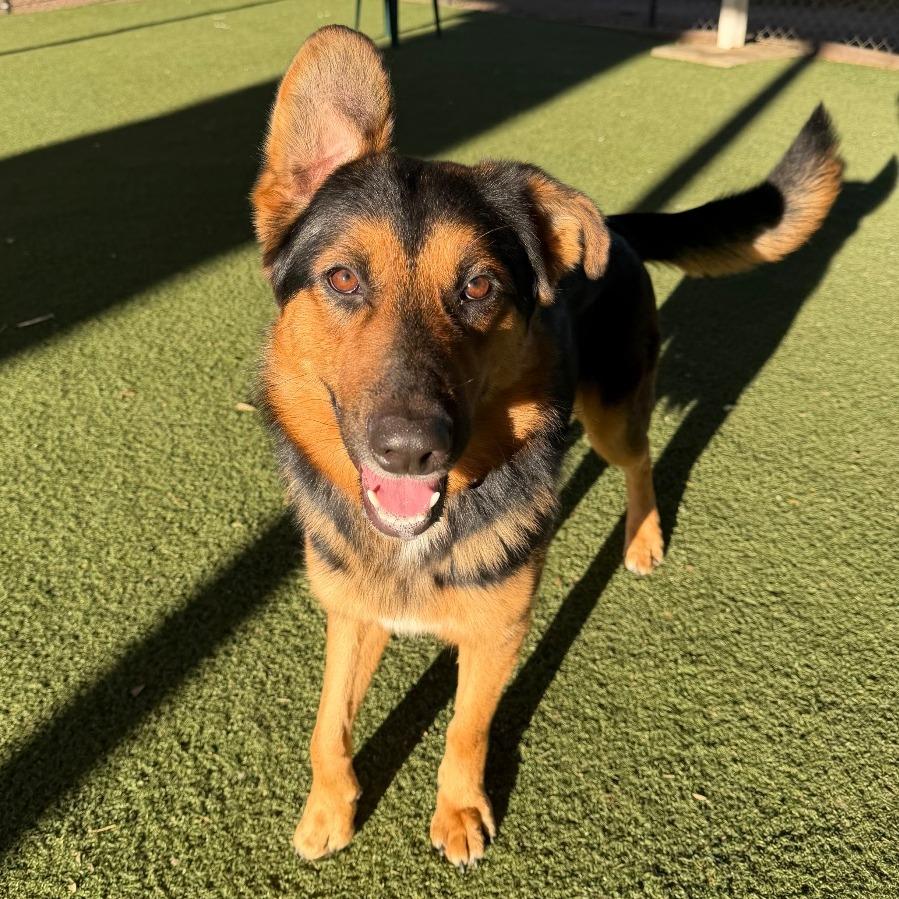 Crosby, a Adoptable mixed breed in Riverside, CA image 5/5