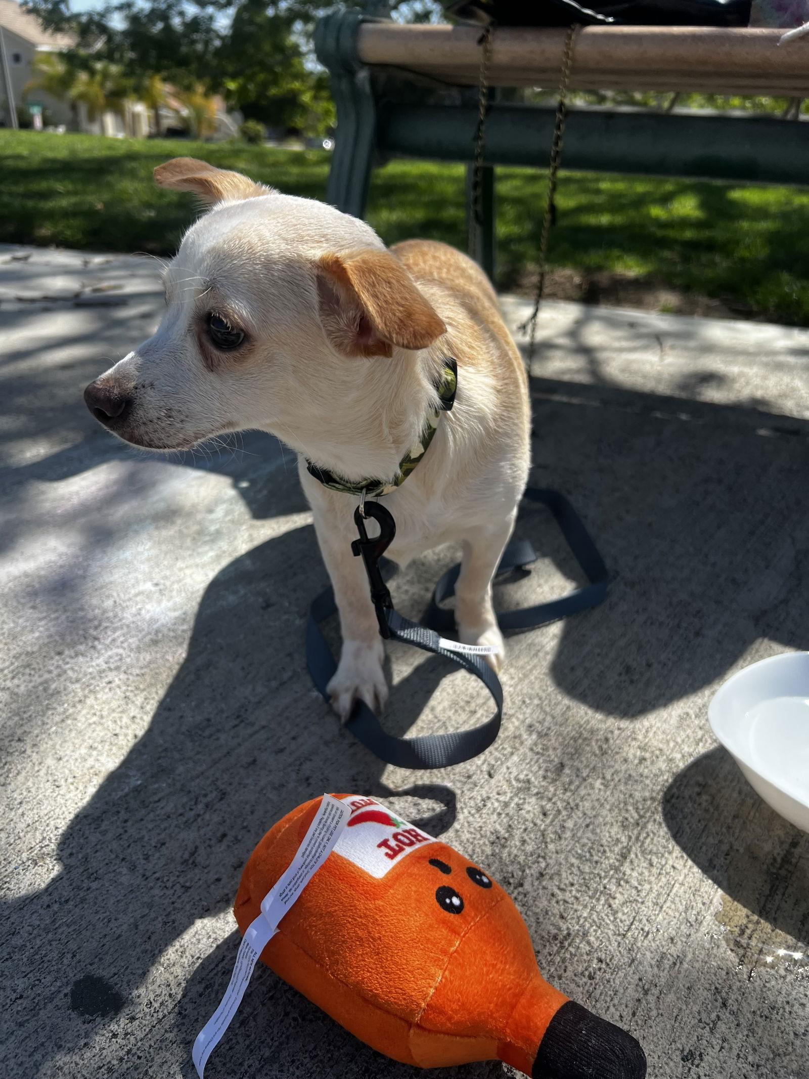 Milo, a Adopted mixed breed in Fullerton, CA image 1/3