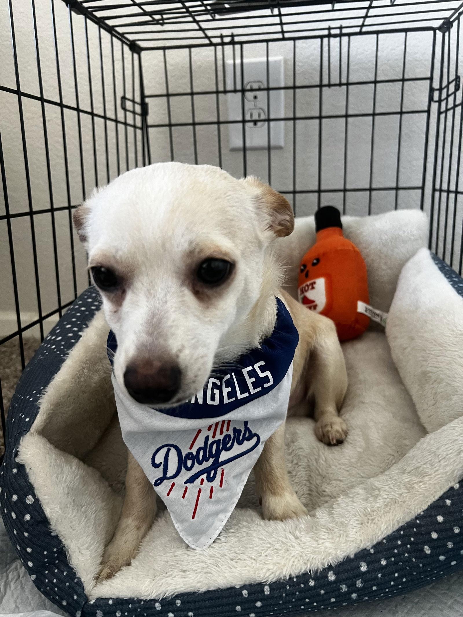 Milo, a Adopted mixed breed in Fullerton, CA image 2/3