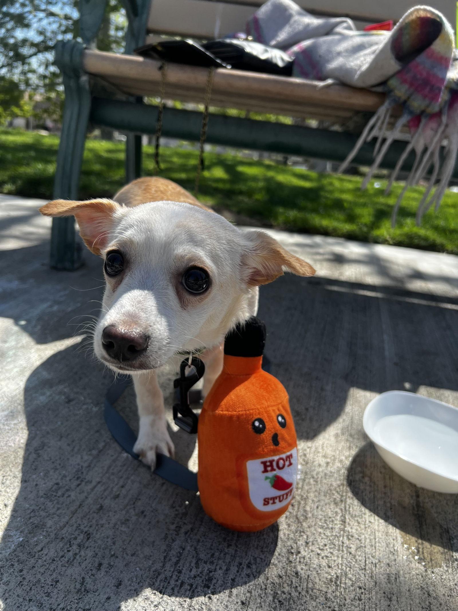 Milo, a Adopted mixed breed in Fullerton, CA image 3/3