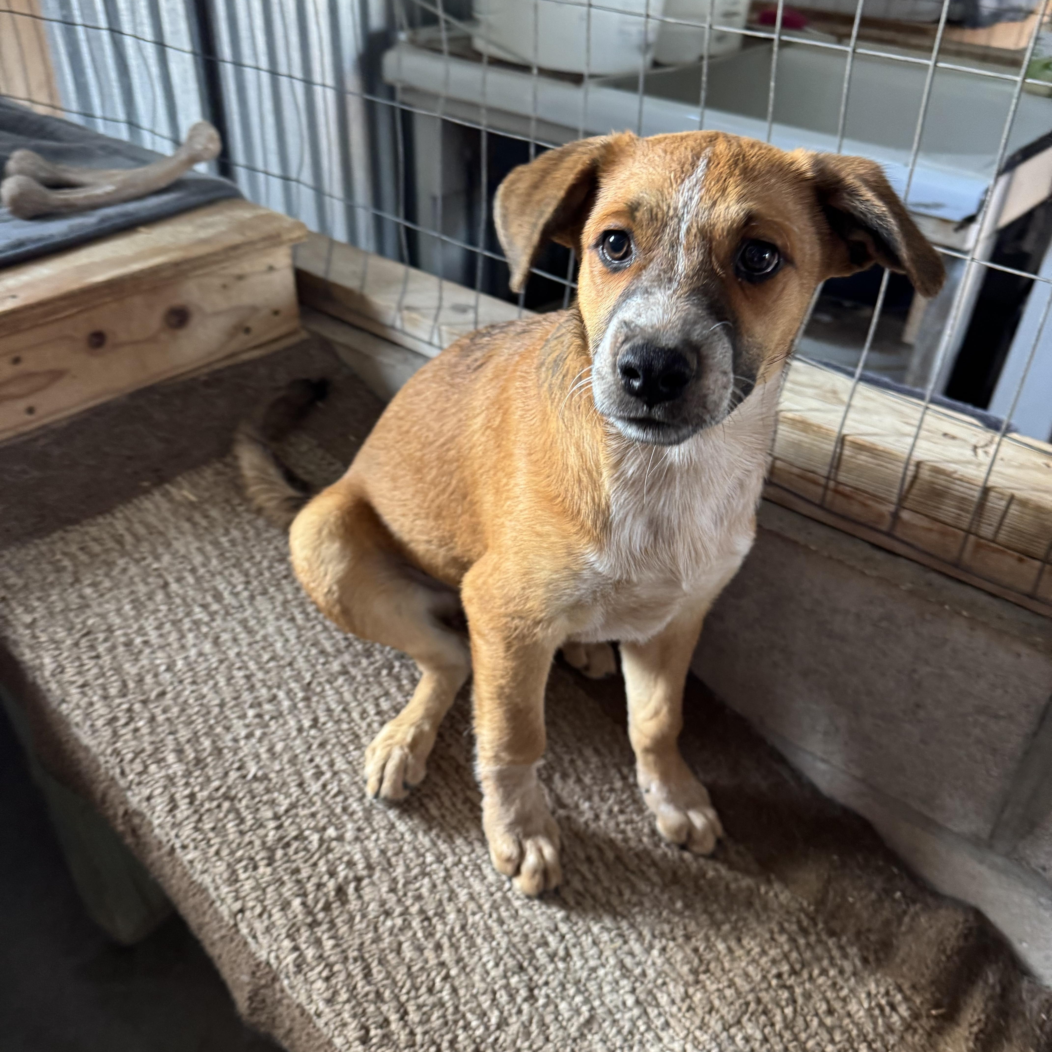 Enlarge Bear, a Adoptable mixed breed in Williamsburg, NM image 6/6