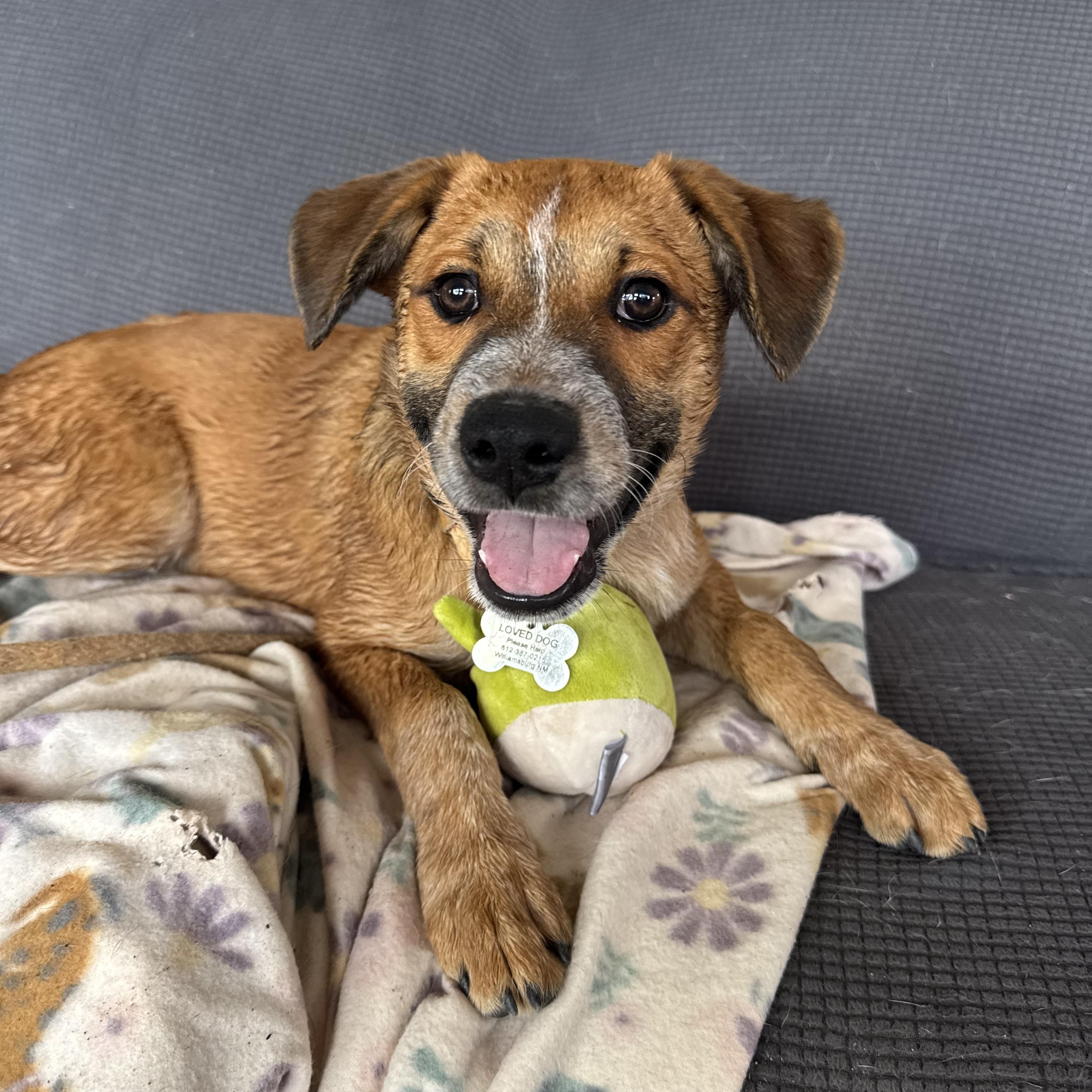Enlarge Bear, a Adoptable mixed breed in Williamsburg, NM image 3/6