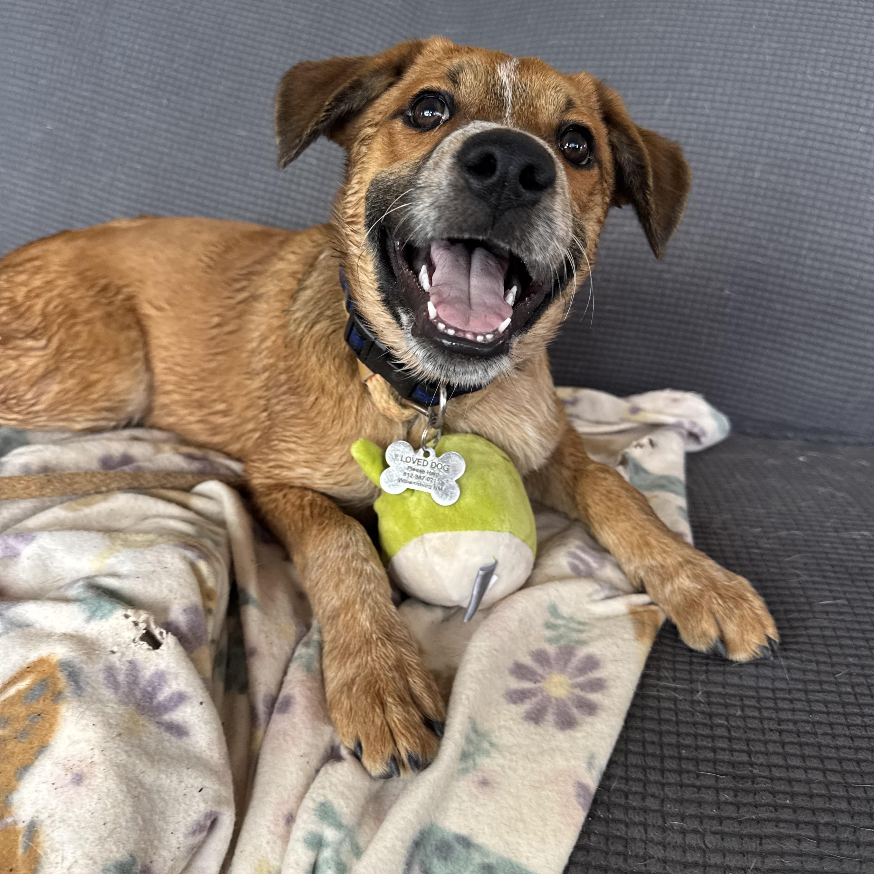 Enlarge Bear, a Adoptable mixed breed in Williamsburg, NM image 2/6
