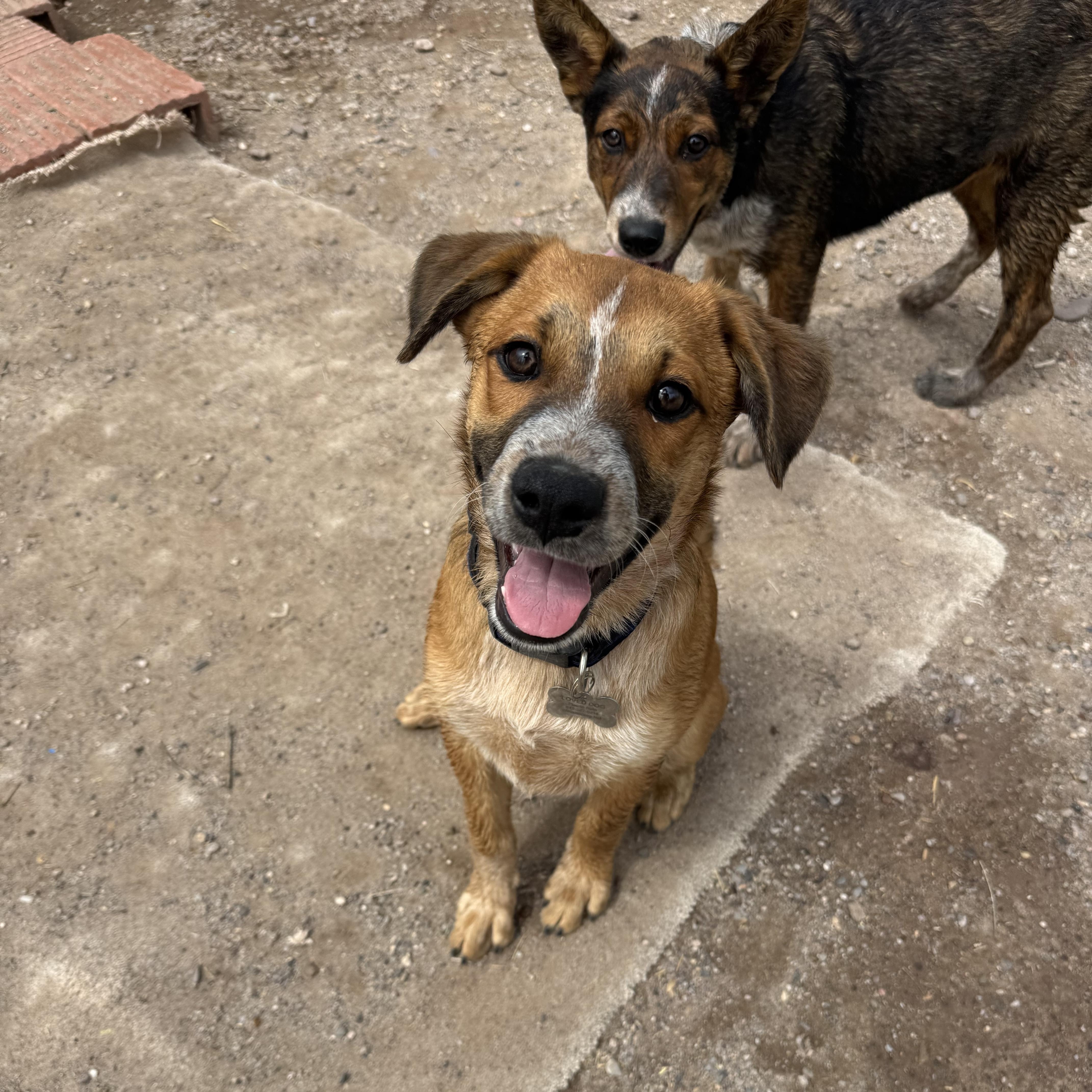 Bear, Adoptable, Puppy Male Australian Shepherd.
