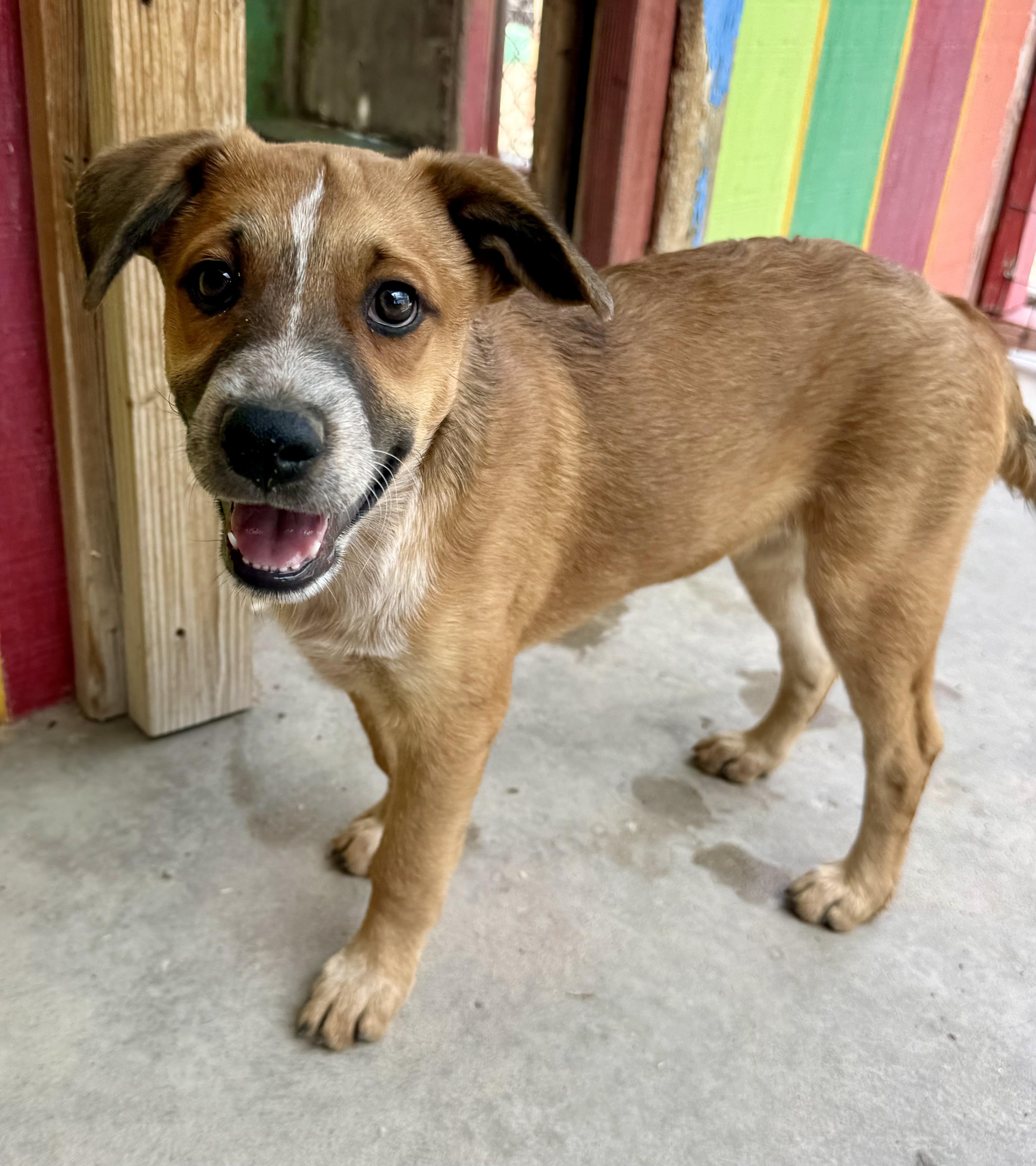 Enlarge Bear, a Adoptable mixed breed in Williamsburg, NM image 5/6
