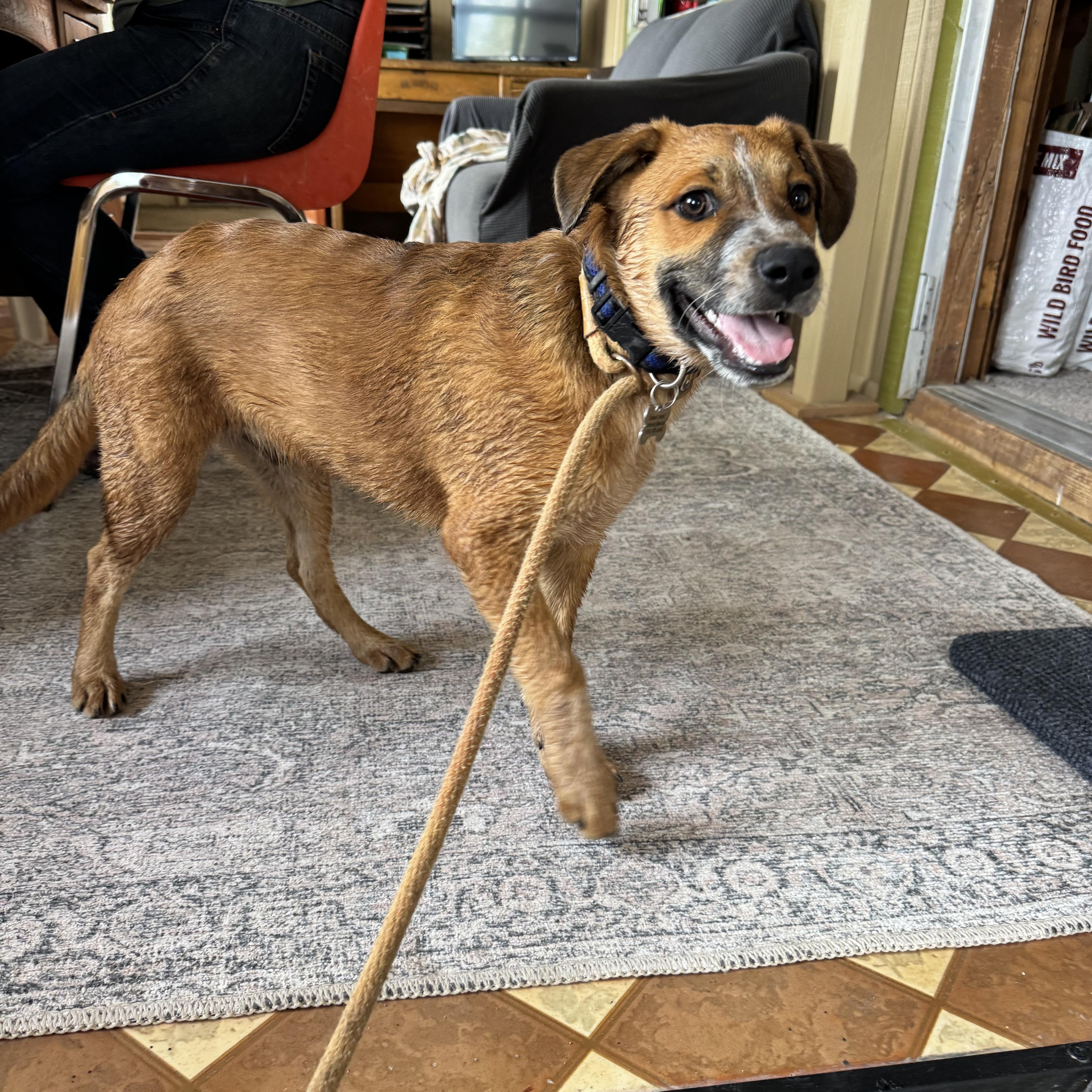 Enlarge Bear, a Adoptable mixed breed in Williamsburg, NM image 4/6