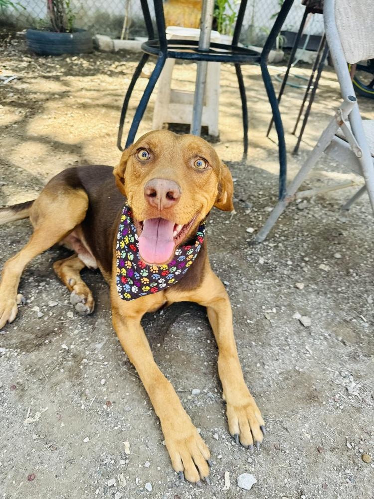 Enlarge Macsen, a Adoptable mixed breed in Ajijic Centro, JAL image 1/6