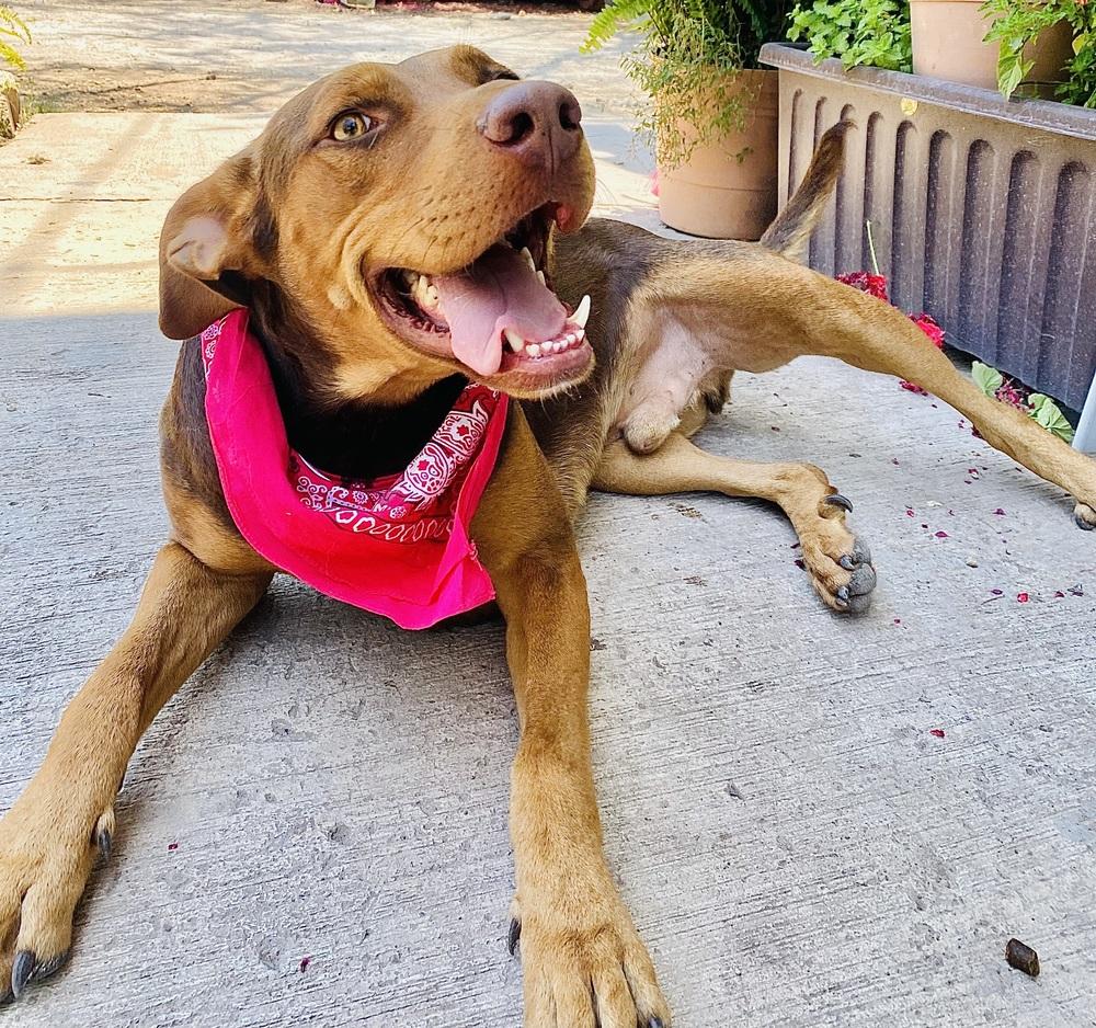 Enlarge Macsen, a Adoptable mixed breed in Ajijic Centro, JAL image 2/6