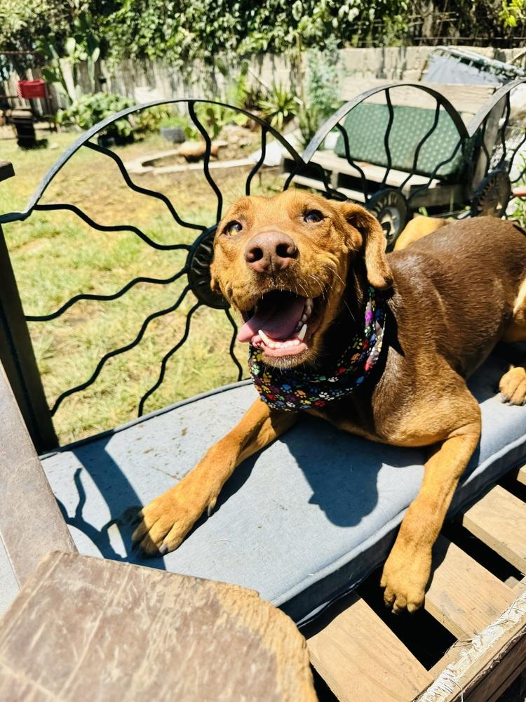 Enlarge Macsen, a Adoptable mixed breed in Ajijic Centro, JAL image 3/6