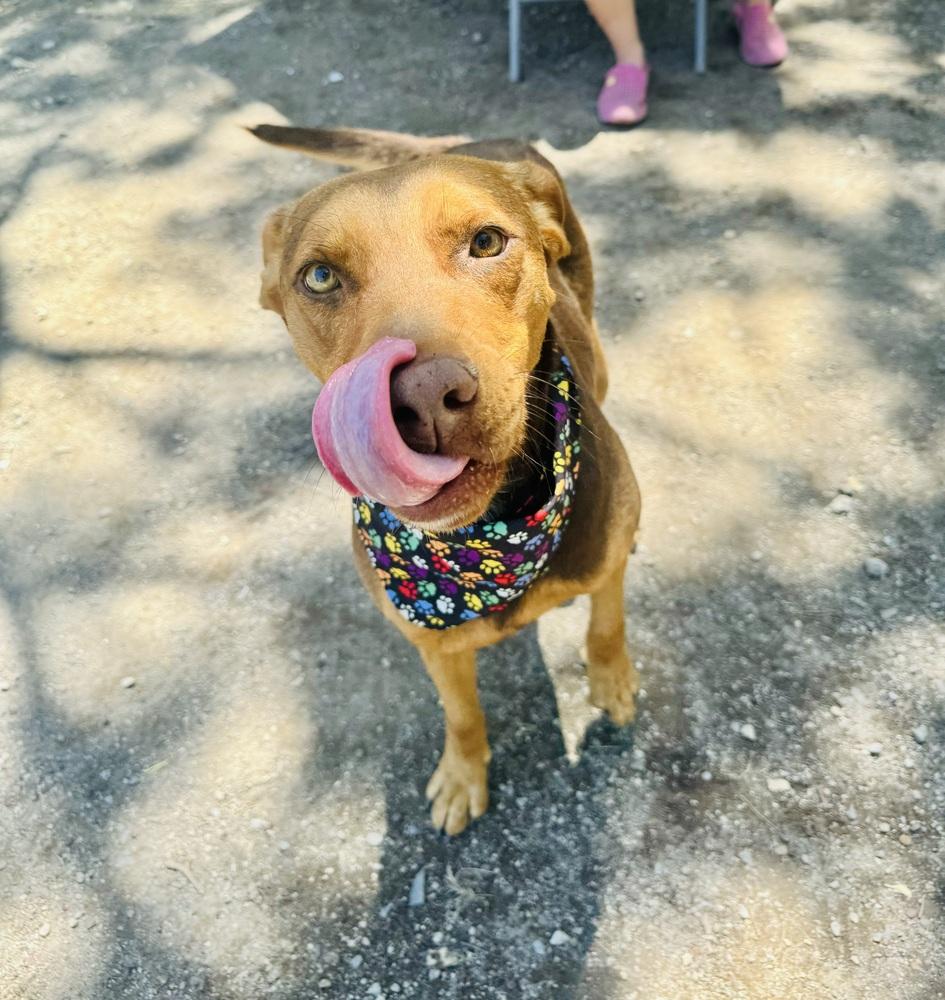 Enlarge Macsen, a Adoptable mixed breed in Ajijic Centro, JAL image 4/6