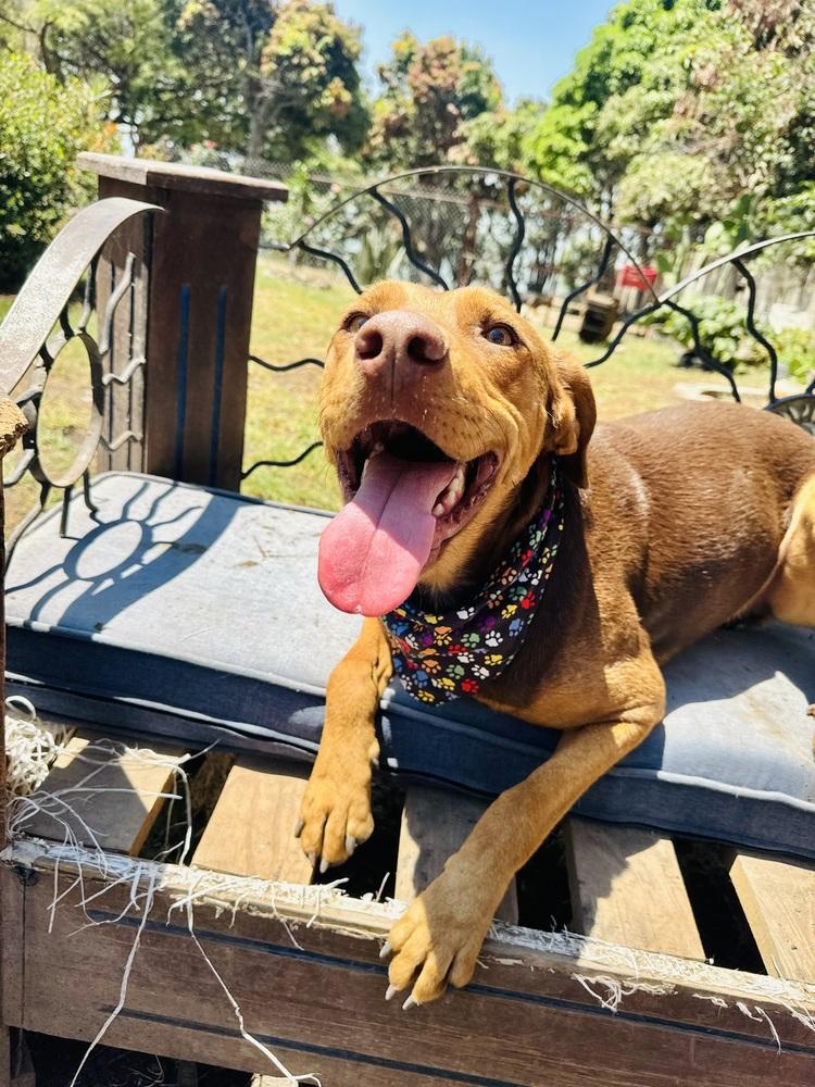 Enlarge Macsen, a Adoptable mixed breed in Ajijic Centro, JAL image 5/6