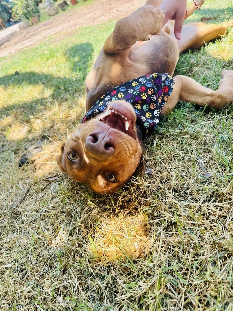Enlarge Macsen, a Adoptable mixed breed in Ajijic Centro, JAL image 6/6