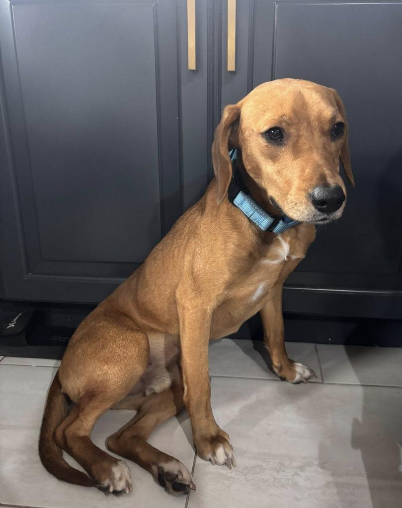 Enlarge Hank, a Adoptable mixed breed in Orlando, FL image 2/5