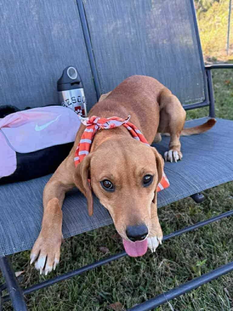 Enlarge Hank, a Adoptable mixed breed in Orlando, FL image 4/5