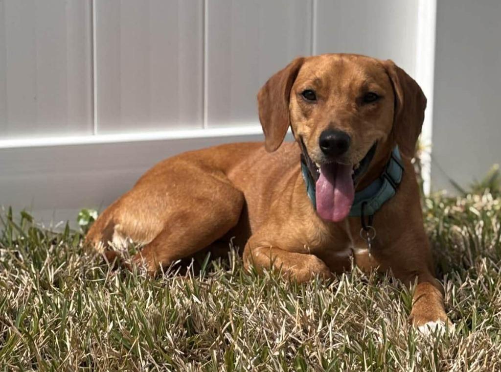 Enlarge Hank, a Adoptable mixed breed in Orlando, FL image 5/5