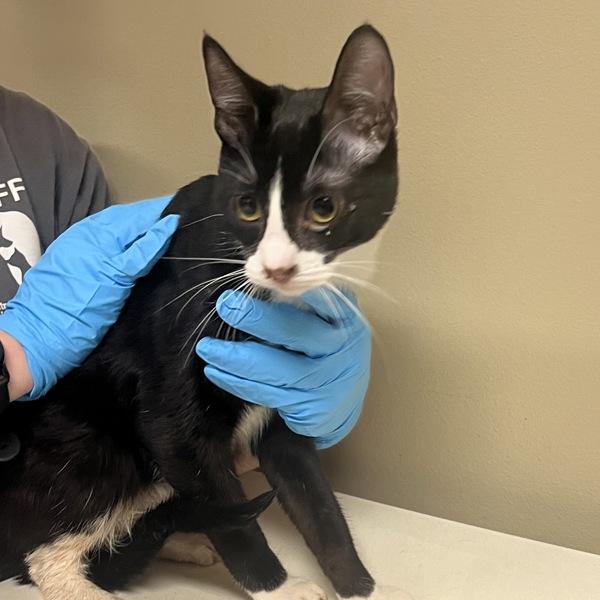 Enlarge Cork Rockingham (mcas), a Adoptable mixed breed in Troutdale, OR image 1/1