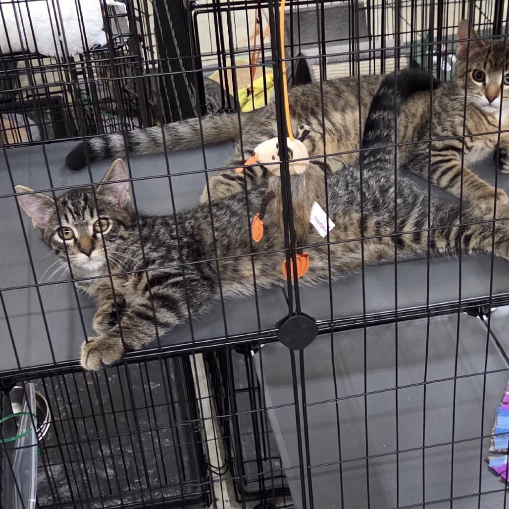 Damon — thumbnail 2