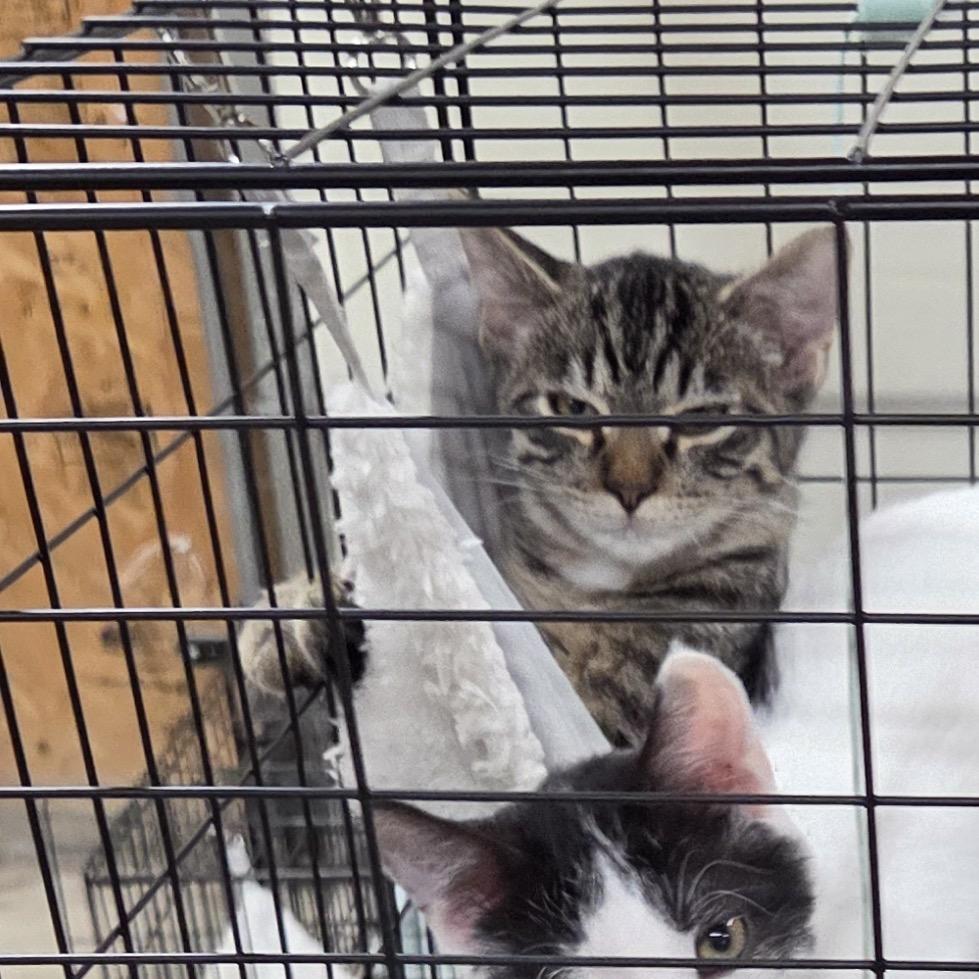 Damon — thumbnail 3