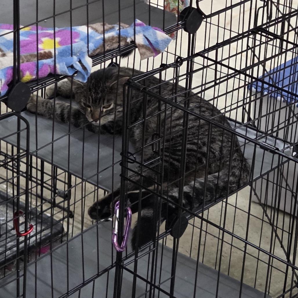 Damon — thumbnail 5