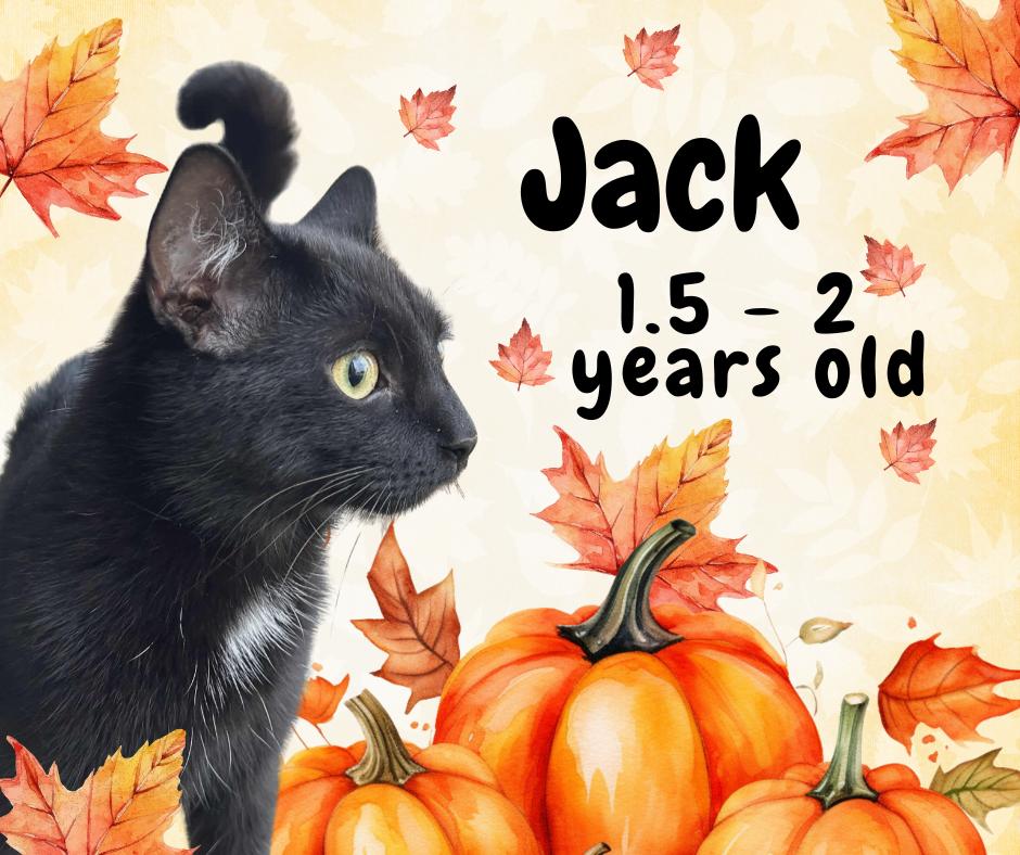 Jack, Adoptable, Adult Male Domestic Short Hair.