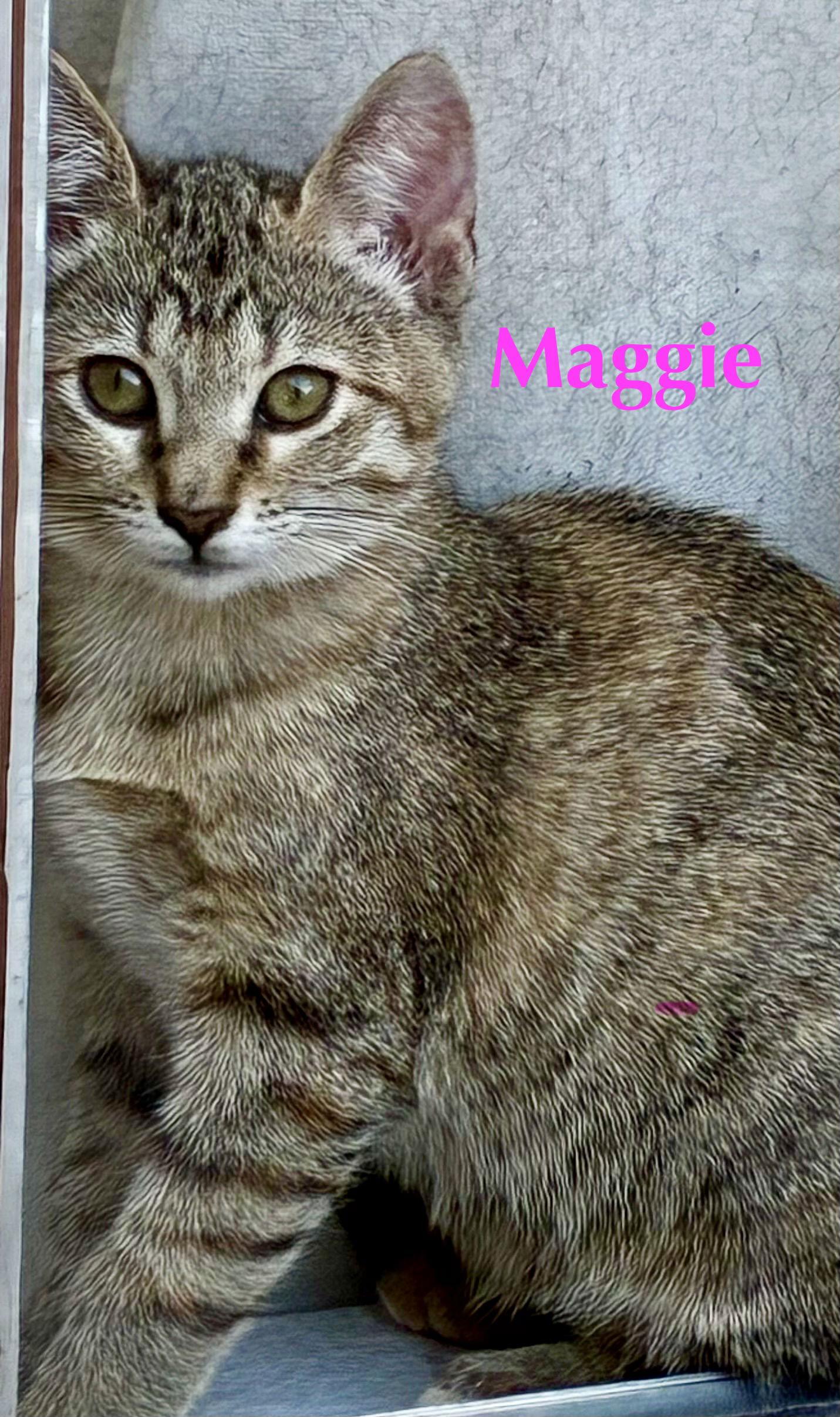 Maggie, Adoptable, Kitten Female Domestic Short Hair.