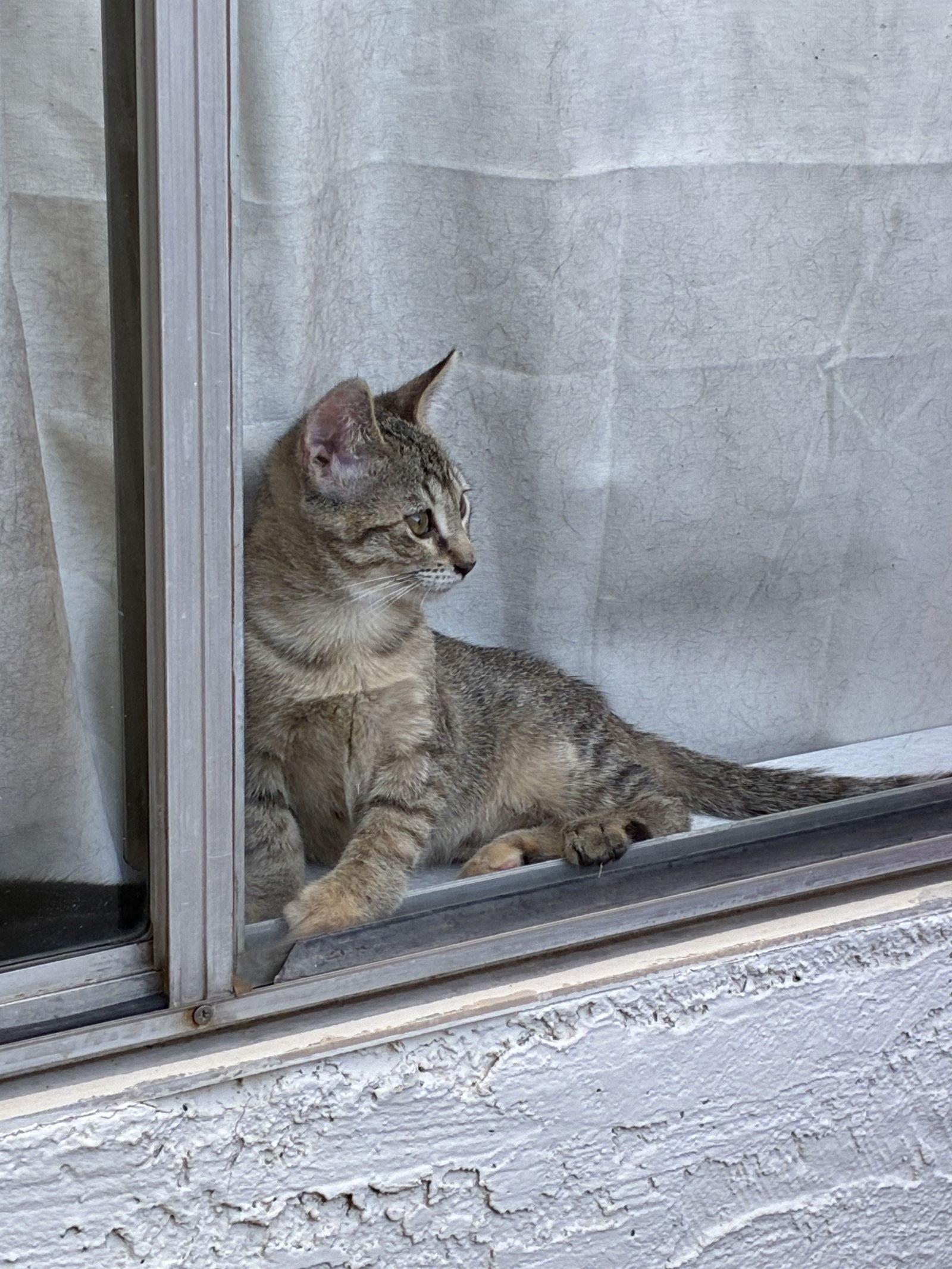 Enlarge Maggie, a Adoptable Domestic Short Hair in Glendale, AZ image 2/3