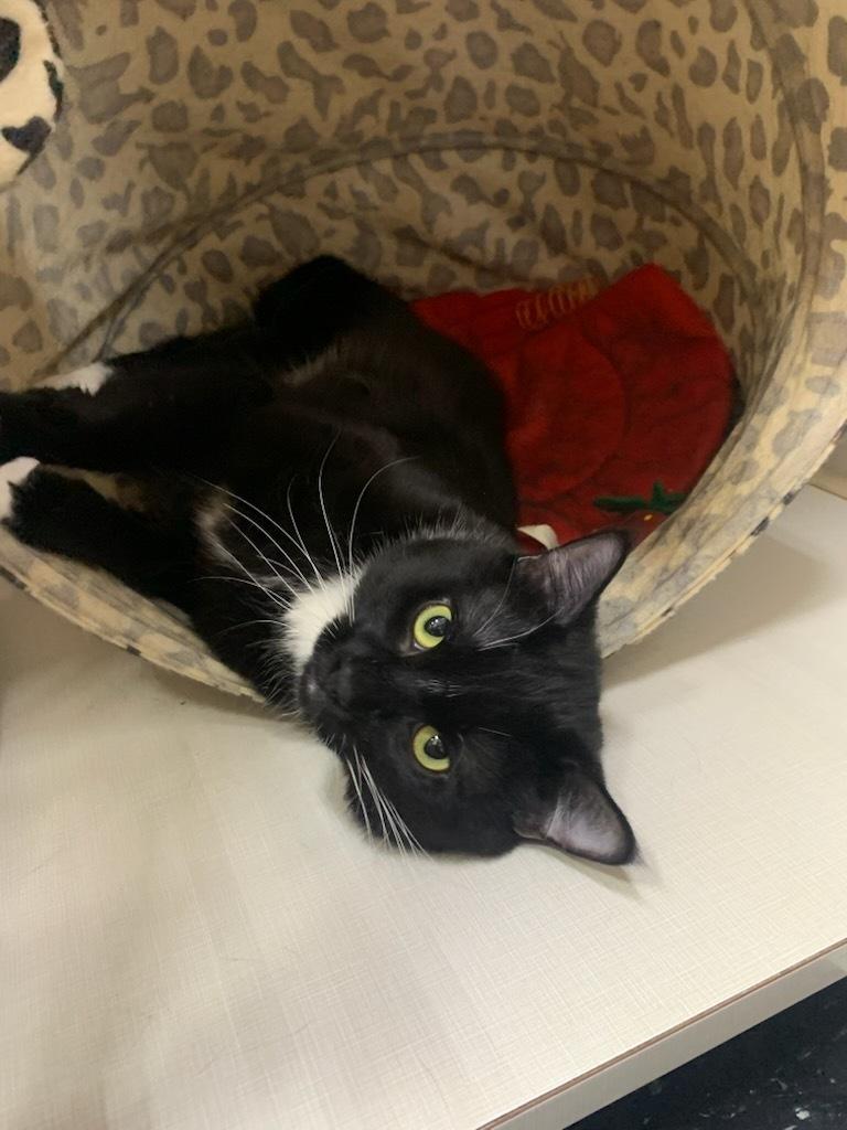 Enlarge Turbo, a ADOPTABLE Domestic Short Hair in wetaskiwin, AB image 1/2