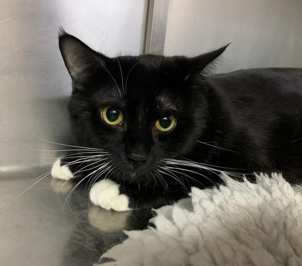 Turbo, ADOPTABLE, Adult Male Domestic Short Hair.