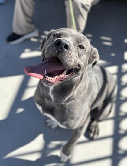 Enlarge Tweety*, a Adoptable mixed breed in El Paso, TX image 2/3