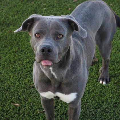 Tweety*, Adoptable, Adult Female Mixed Breed & Mixed Breed.