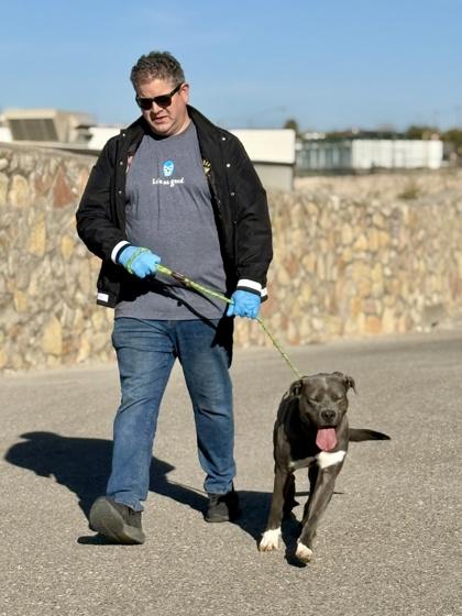 Enlarge Tweety*, a Adoptable mixed breed in El Paso, TX image 2/3