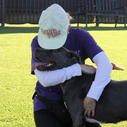 Enlarge Tweety*, a Adoptable mixed breed in El Paso, TX image 2/3