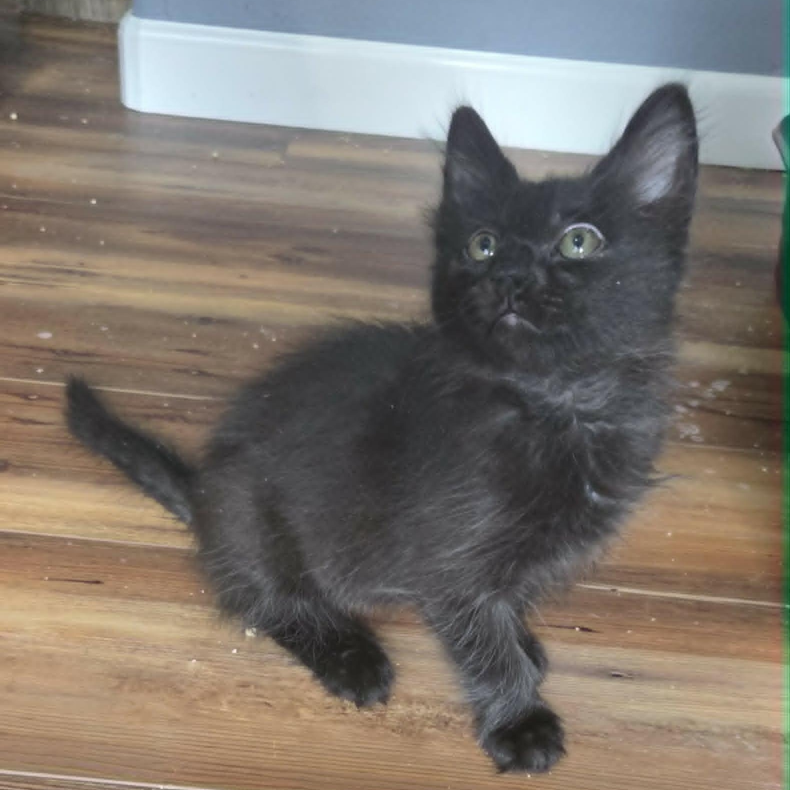 Enlarge HERBERT, a ADOPTABLE Domestic Medium Hair in Loveland, CO image 4/6