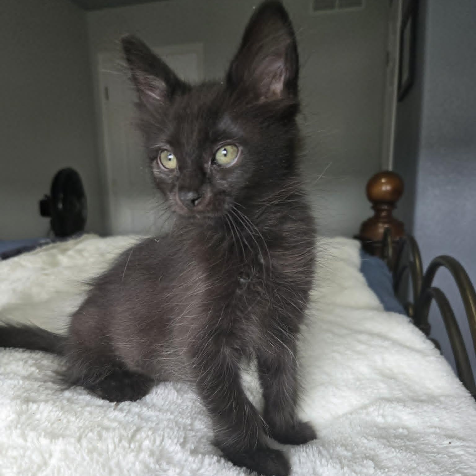 Enlarge HERBERT, a ADOPTABLE Domestic Medium Hair in Loveland, CO image 3/6