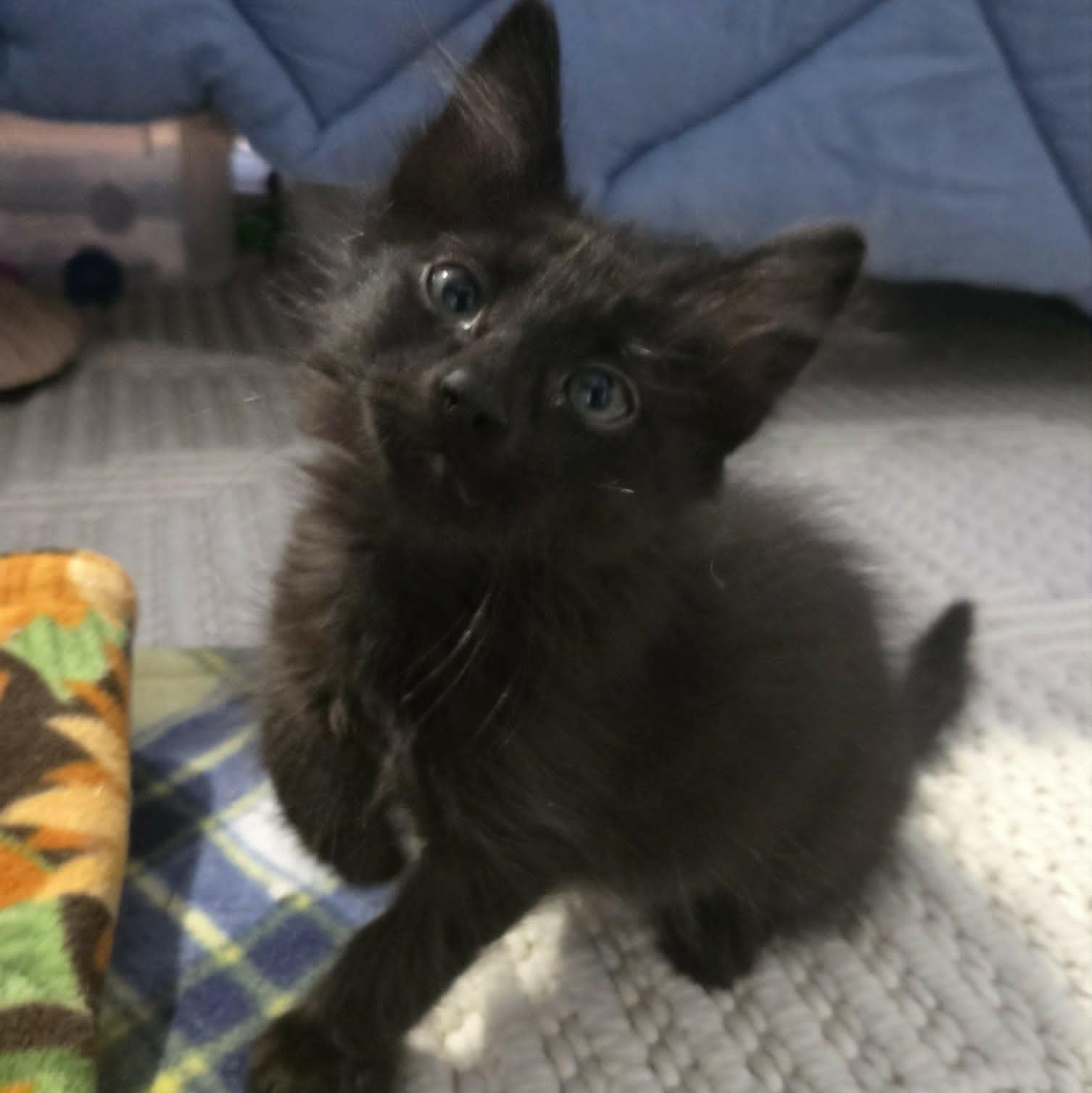 Enlarge HERBERT, a ADOPTABLE Domestic Medium Hair in Loveland, CO image 6/6