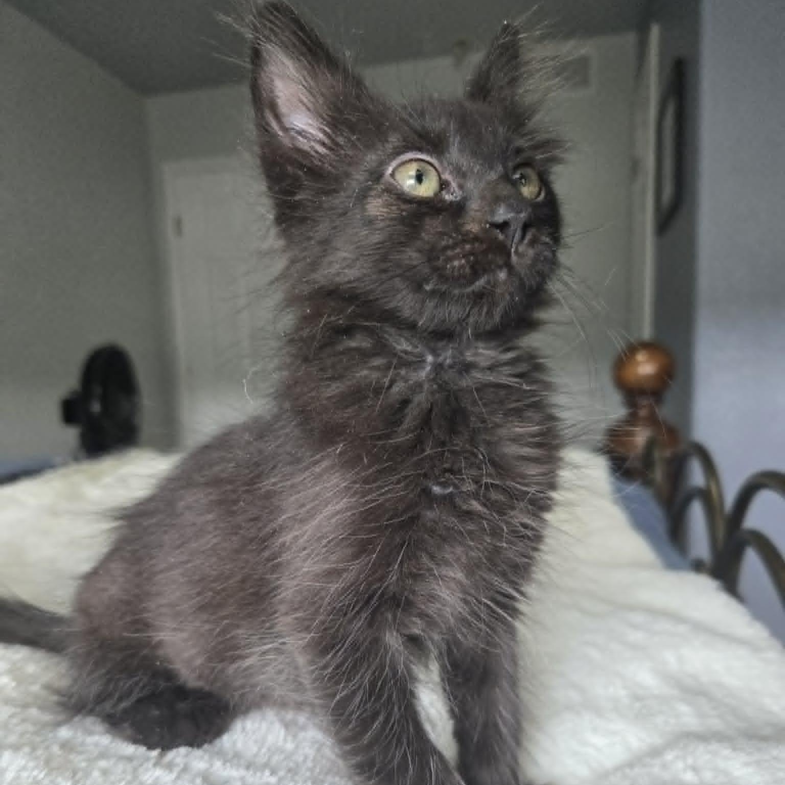 Enlarge HERBERT, a ADOPTABLE Domestic Medium Hair in Loveland, CO image 1/6