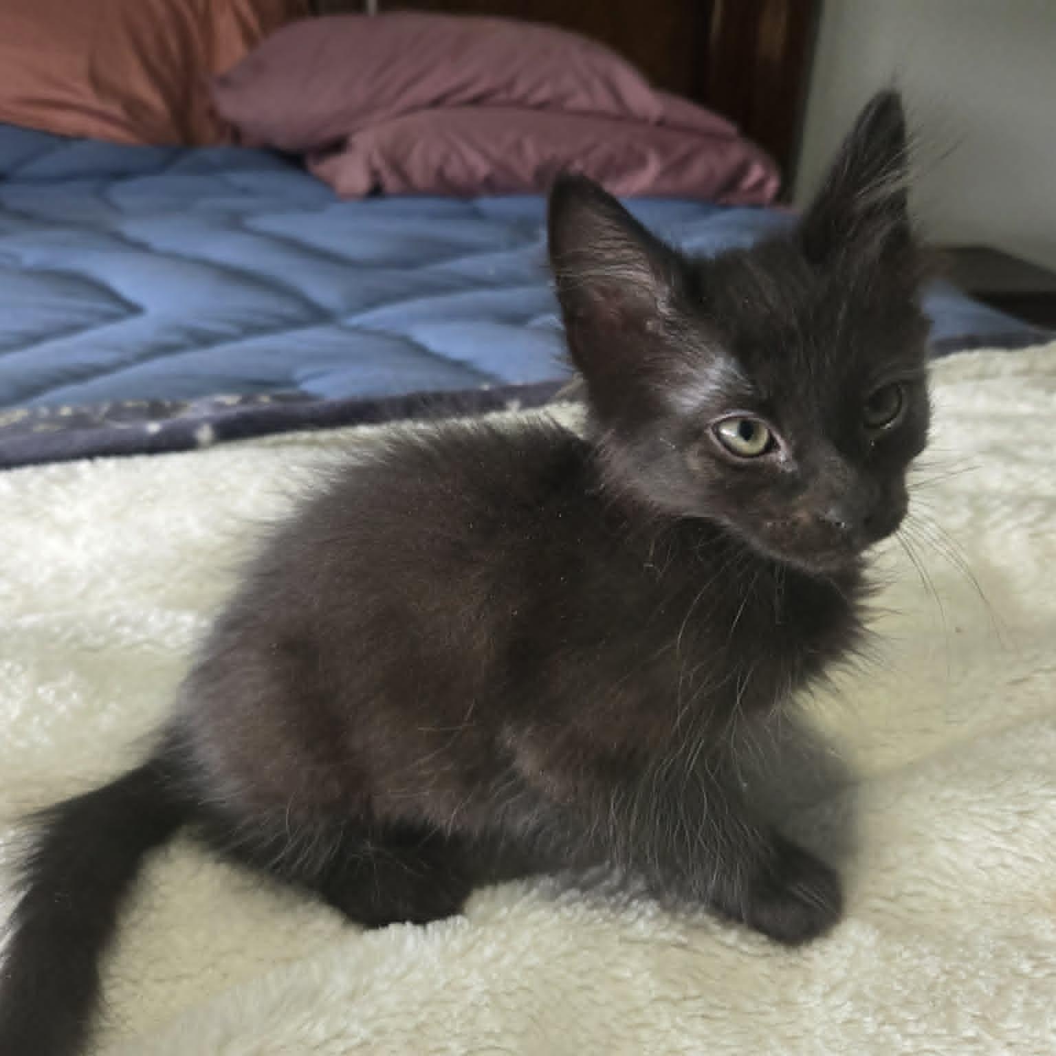 Enlarge HERBERT, a ADOPTABLE Domestic Medium Hair in Loveland, CO image 2/6