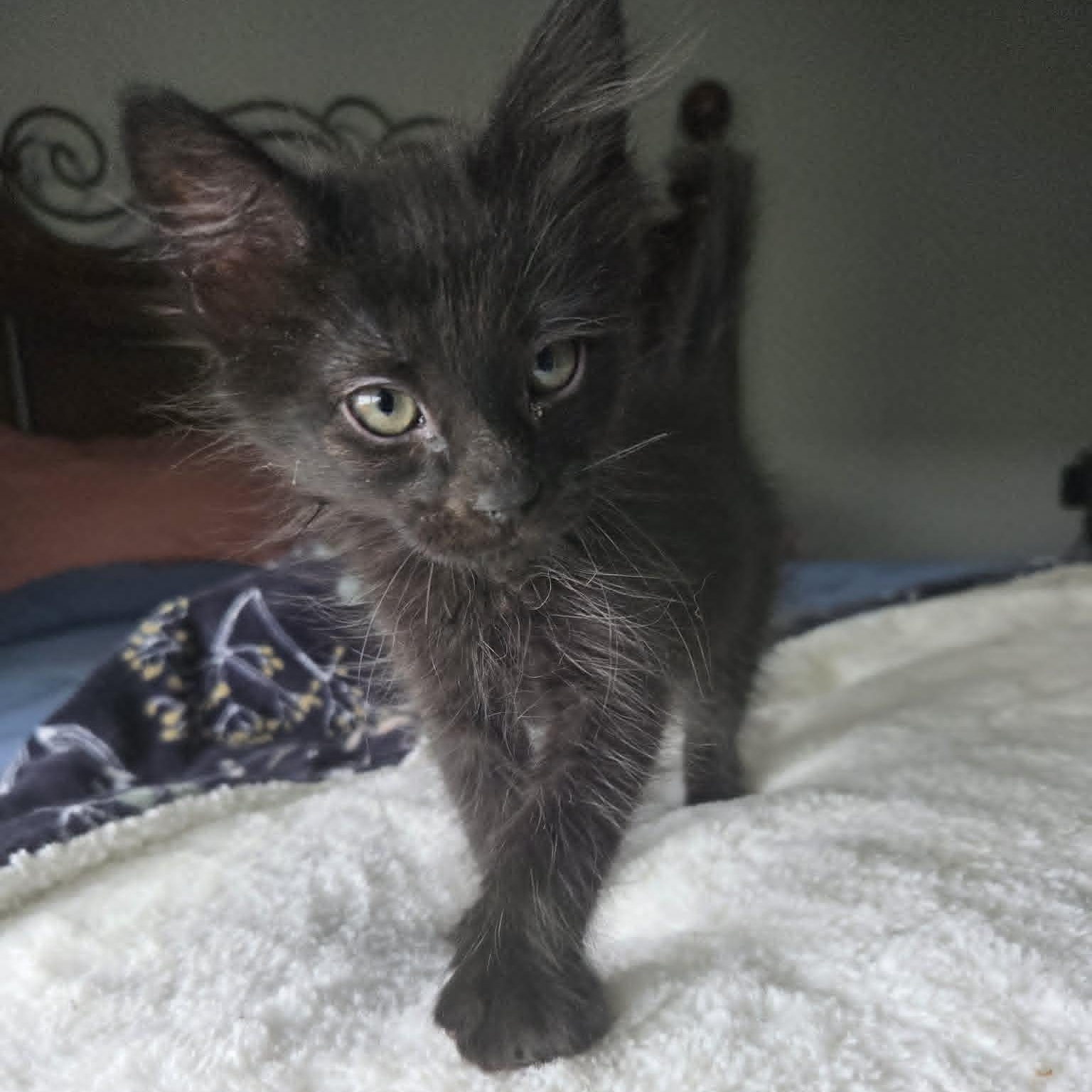 Enlarge HERBERT, a ADOPTABLE Domestic Medium Hair in Loveland, CO image 5/6