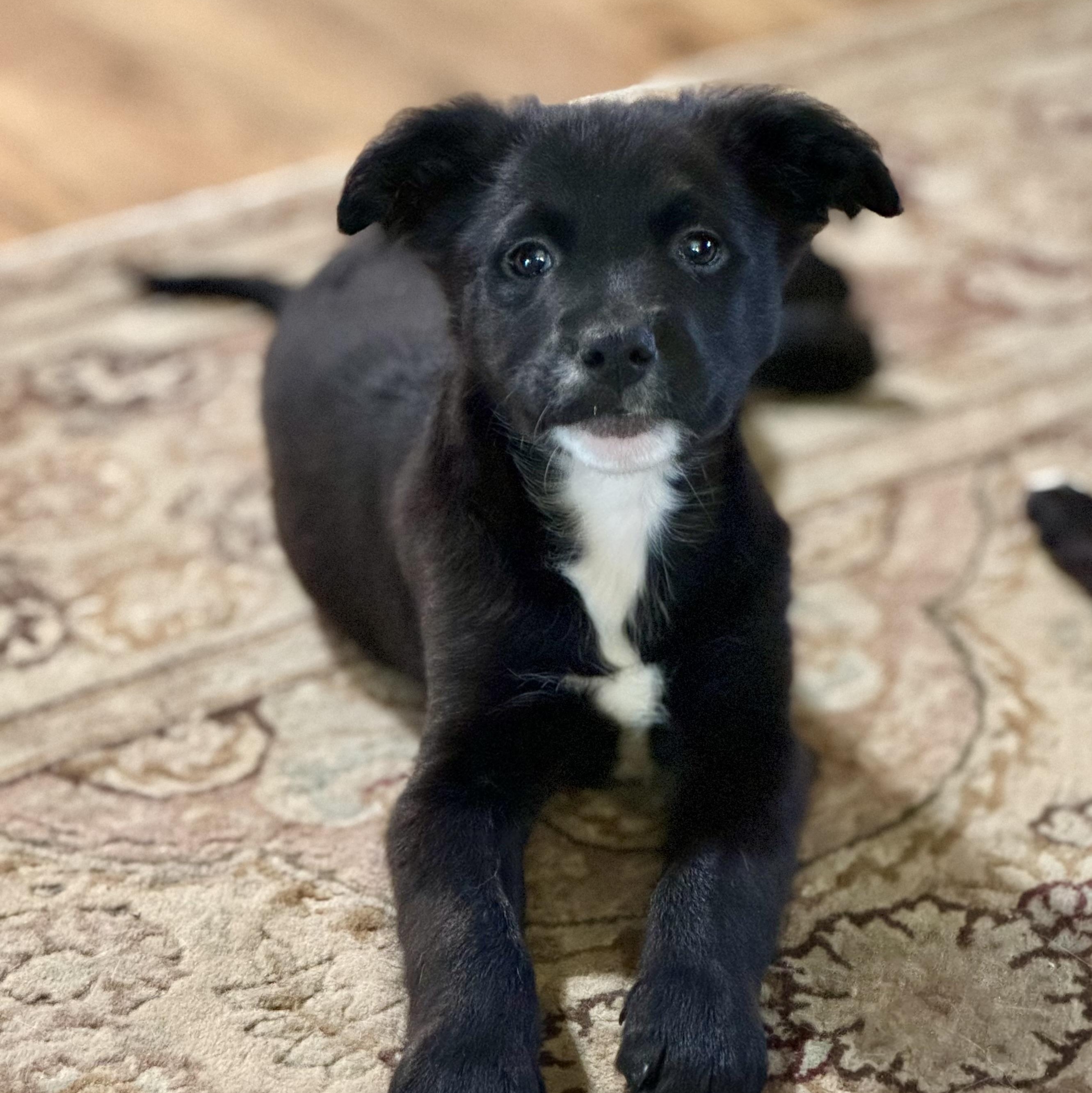 Ouzo, ADOPTABLE, Puppy Male Terrier.