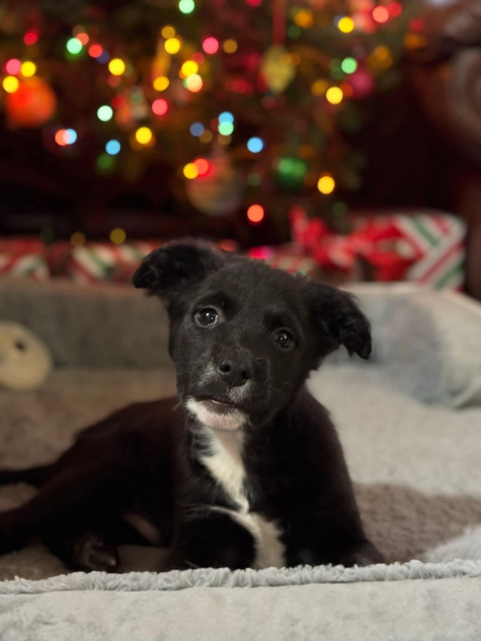 Enlarge Ouzo, a ADOPTABLE mixed breed in Collingswood, NJ image 2/5