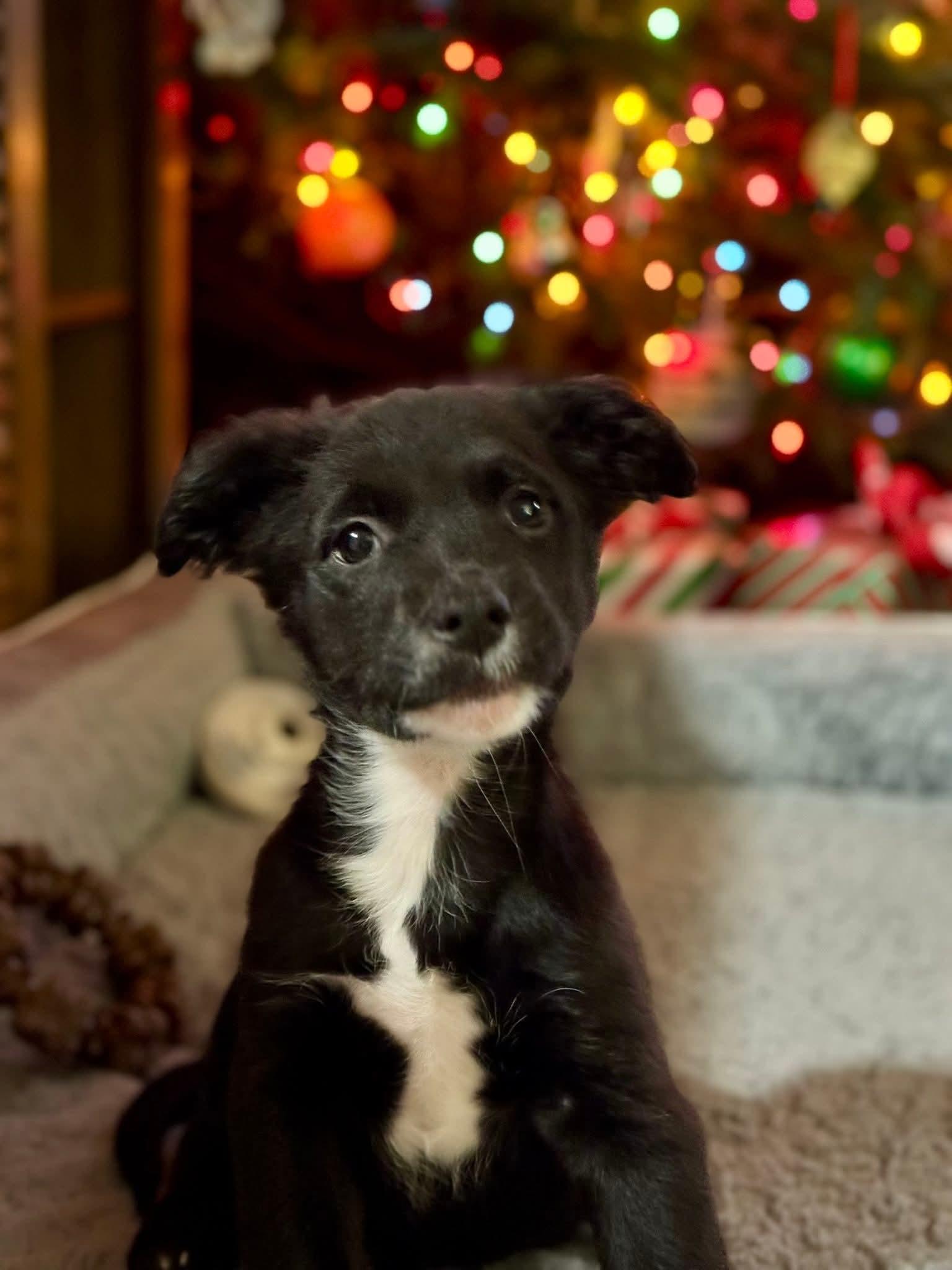 Enlarge Ouzo, a ADOPTABLE mixed breed in Collingswood, NJ image 3/5