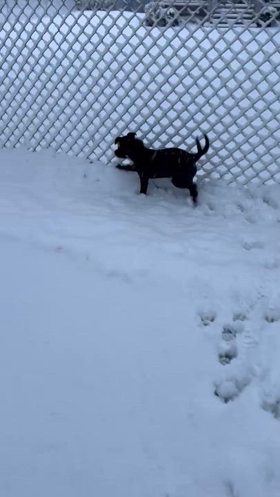 Enlarge Ouzo, a ADOPTABLE mixed breed in Collingswood, NJ video 5/5