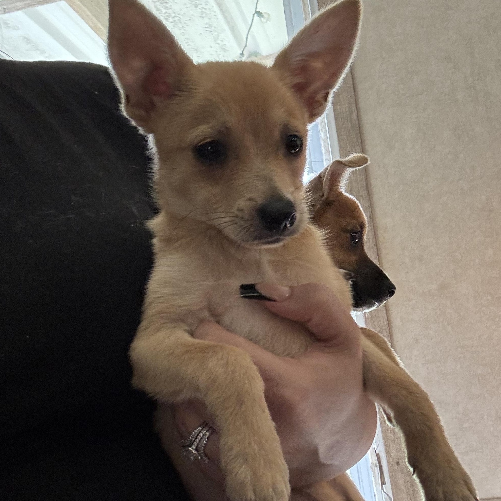 Enlarge Fox, a Adoptable mixed breed in Edison, NJ image 5/6