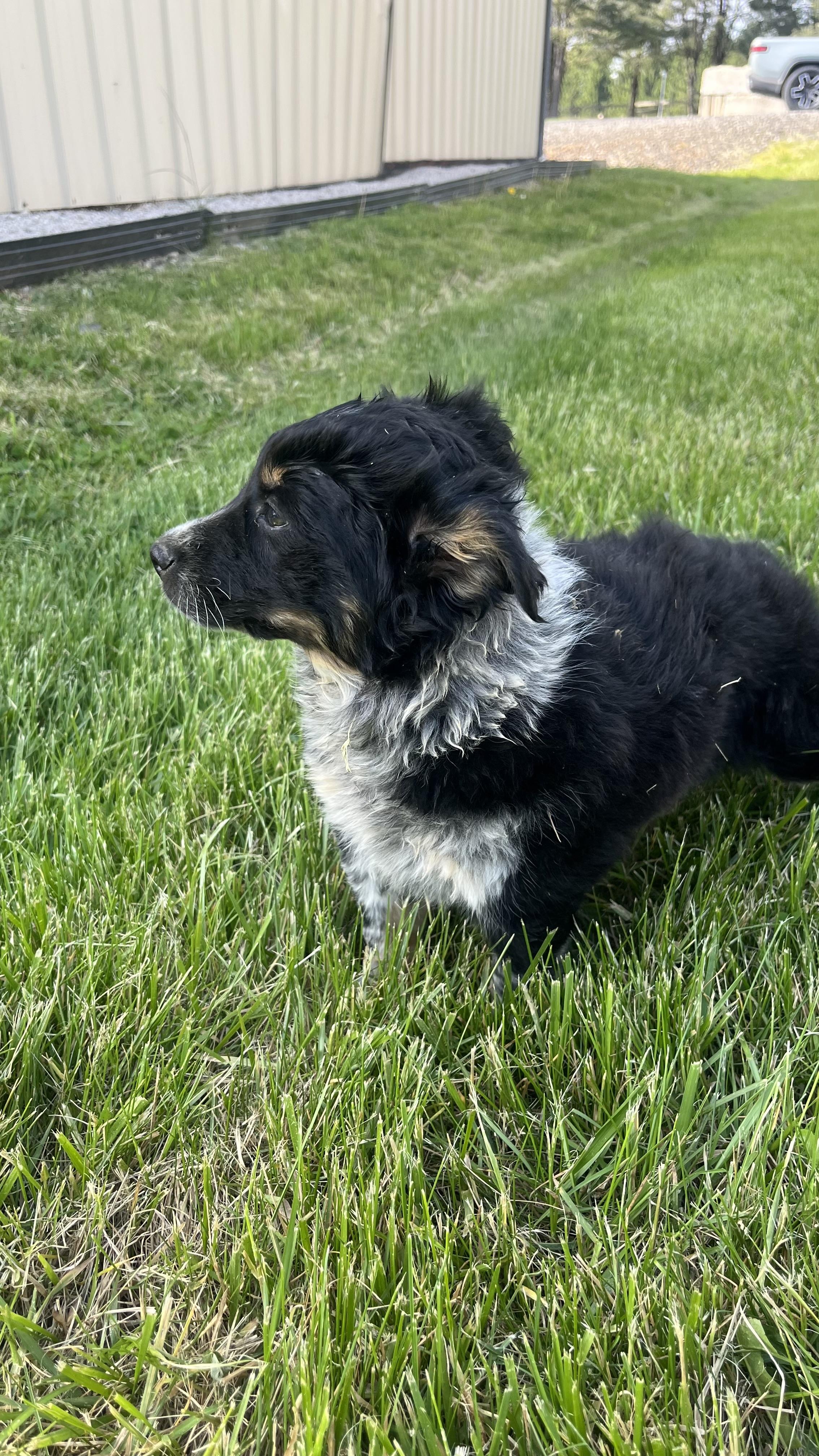 Binky, Adoptable, Puppy Female Smooth Collie.